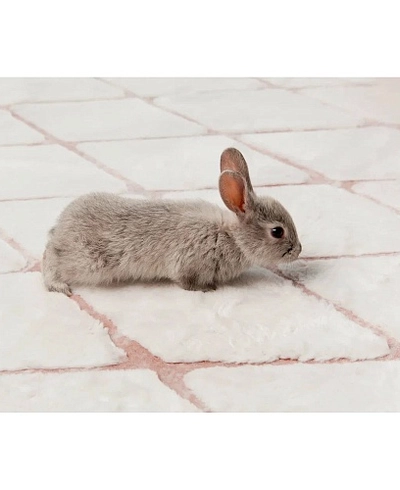 Ковер Vivica White.Rose 160x230