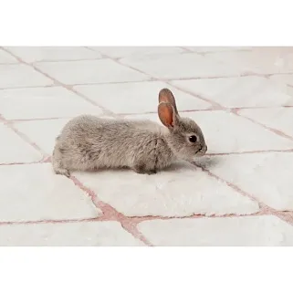 Ковер Vivica White.Rose 160x230