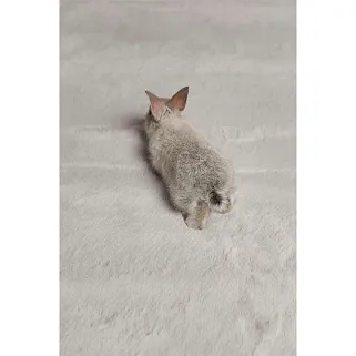 Ковер Rabbit Grey/Blue 180x280