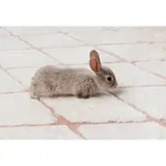 Ковер Vivica White.Rose 160x230