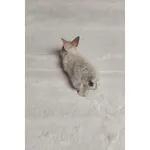 Ковер Rabbit Grey/Blue 160x230