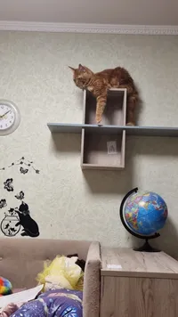 Полка навесная L305